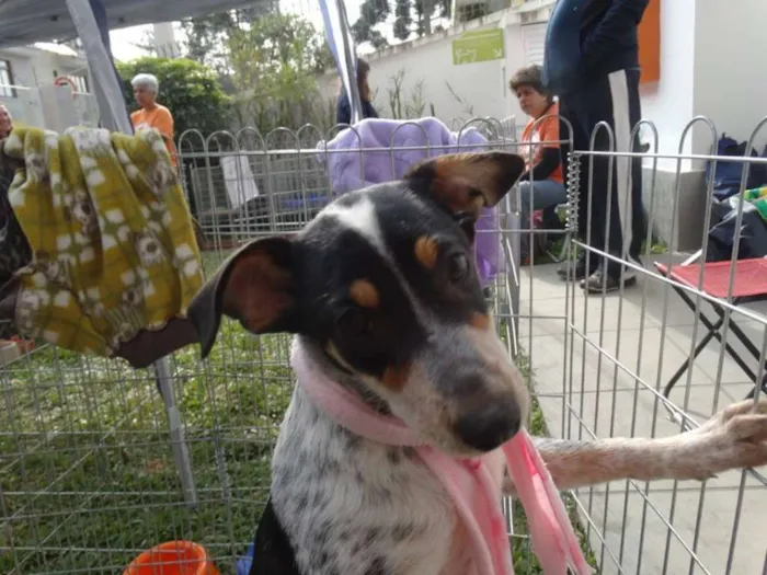 Cachorro ra a SRD idade 7 a 11 meses nome Morena