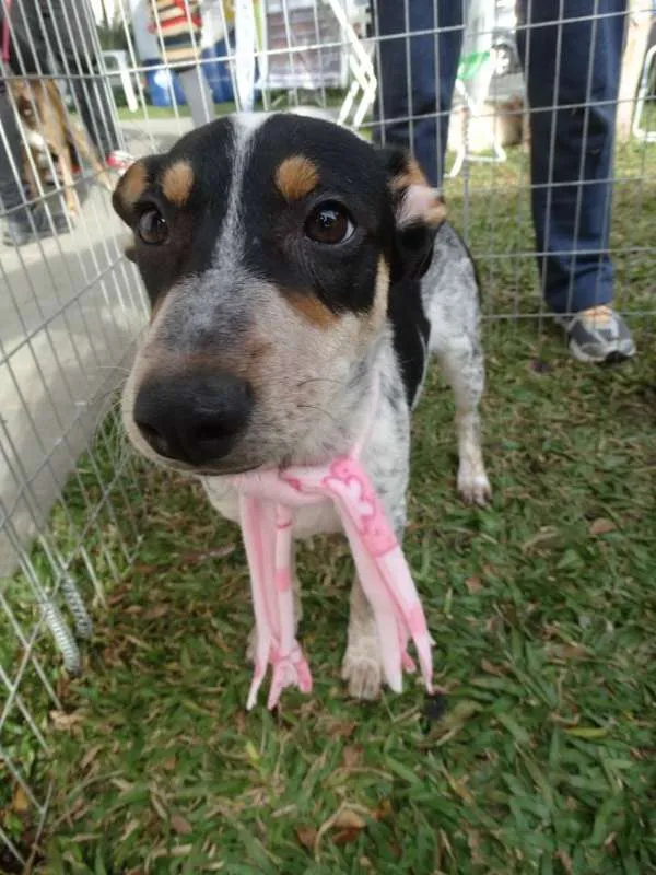 Cachorro ra a SRD idade 7 a 11 meses nome Morena