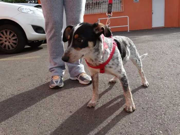 Cachorro ra a SRD idade 7 a 11 meses nome Morena