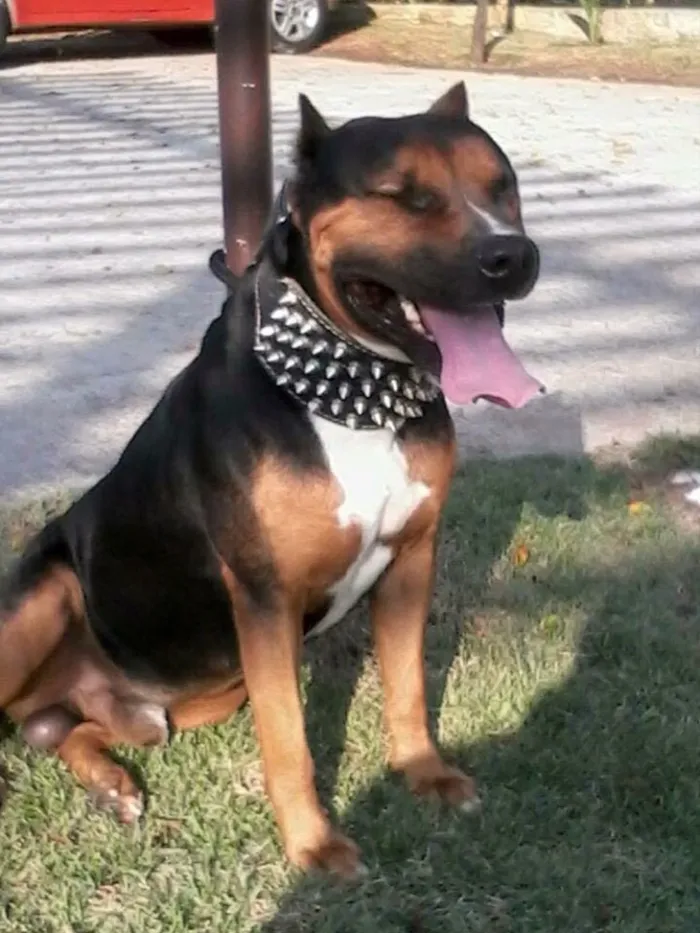 Cachorro ra a Pitbull  idade 5 anos nome Thor