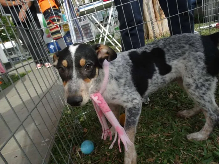 Cachorro ra a SRD idade 7 a 11 meses nome Morena