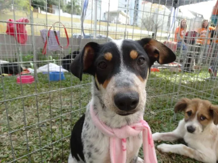 Cachorro ra a SRD idade 7 a 11 meses nome Morena