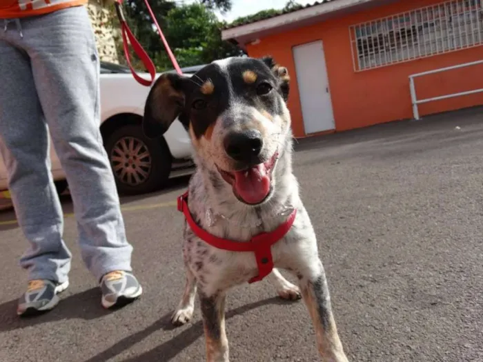 Cachorro ra a SRD idade 7 a 11 meses nome Morena