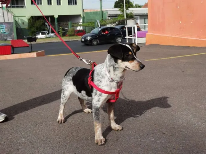 Cachorro ra a SRD idade 7 a 11 meses nome Morena