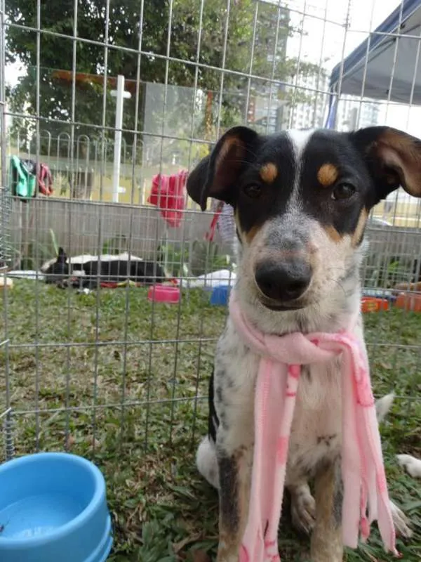 Cachorro ra a SRD idade 7 a 11 meses nome Morena