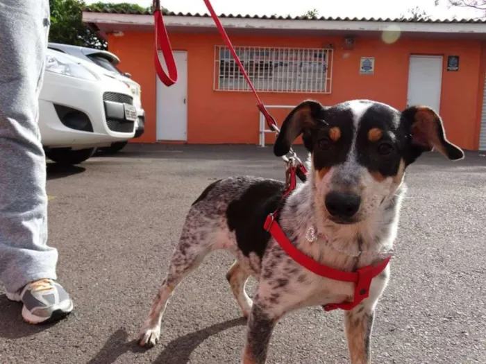 Cachorro ra a SRD idade 7 a 11 meses nome Morena