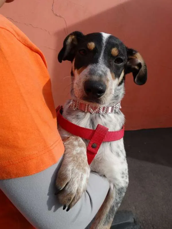 Cachorro ra a SRD idade 7 a 11 meses nome Morena