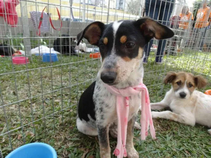 Cachorro ra a SRD idade 7 a 11 meses nome Morena