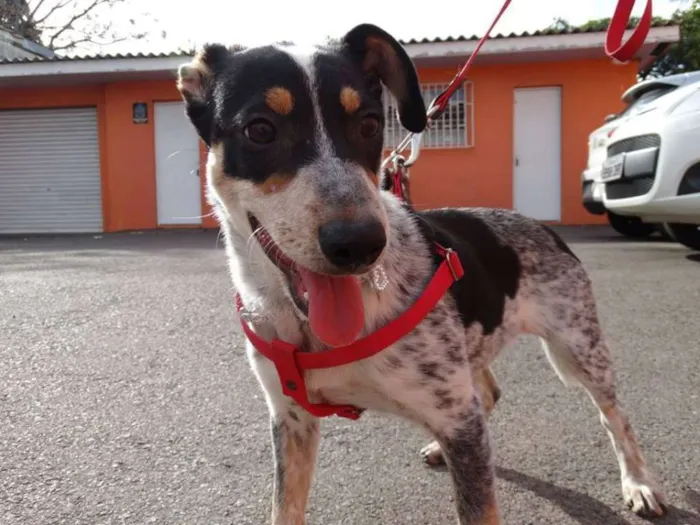 Cachorro ra a SRD idade 7 a 11 meses nome Morena