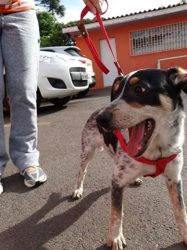 Cachorro ra a SRD idade 7 a 11 meses nome Morena