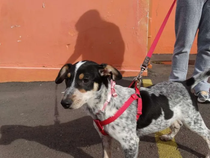 Cachorro ra a SRD idade 7 a 11 meses nome Morena