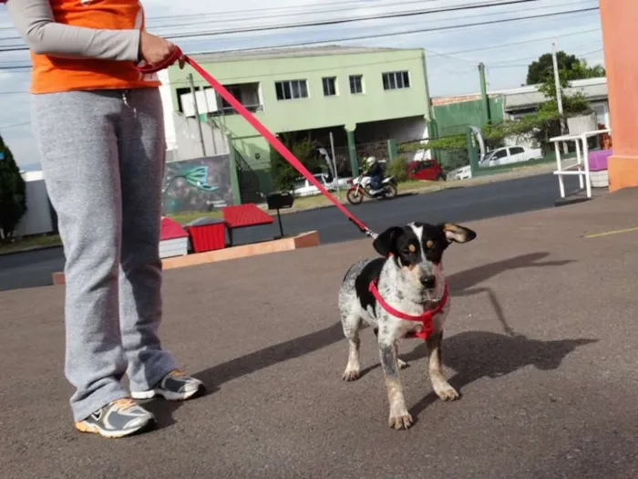 Cachorro ra a SRD idade 7 a 11 meses nome Morena