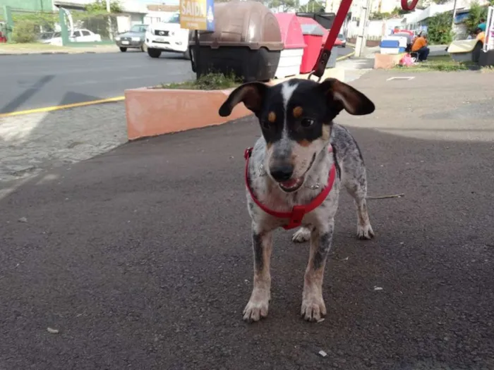 Cachorro ra a SRD idade 7 a 11 meses nome Morena