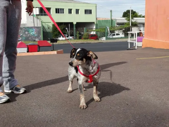 Cachorro ra a SRD idade 7 a 11 meses nome Morena