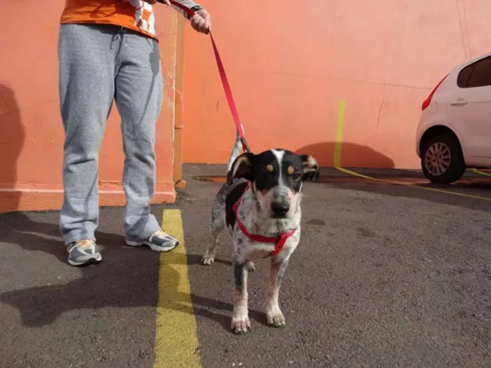 Cachorro ra a SRD idade 7 a 11 meses nome Morena