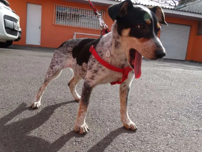 Cachorro ra a SRD idade 7 a 11 meses nome Morena