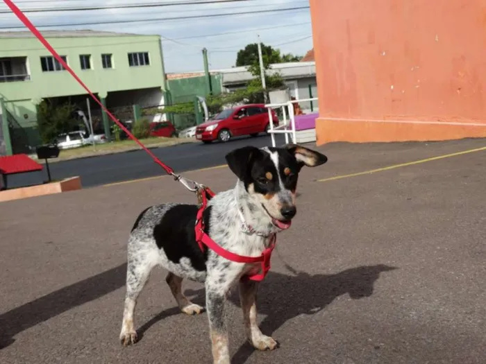 Cachorro ra a SRD idade 7 a 11 meses nome Morena