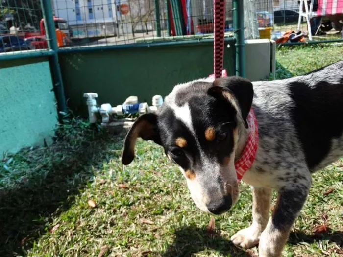 Cachorro ra a SRD idade 7 a 11 meses nome Morena