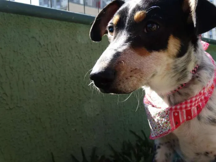 Cachorro ra a SRD idade 7 a 11 meses nome Morena