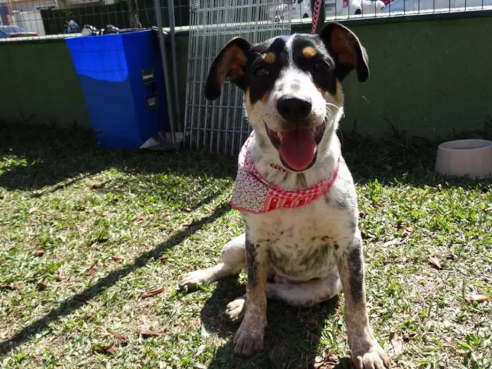 Cachorro ra a SRD idade 7 a 11 meses nome Morena