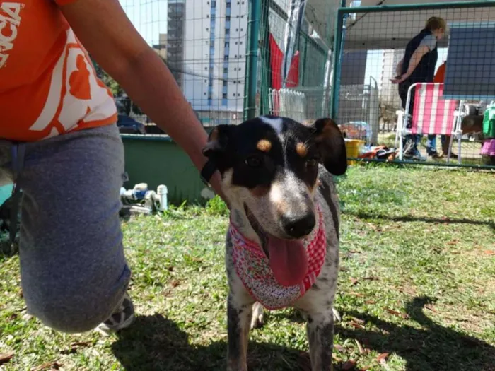 Cachorro ra a SRD idade 7 a 11 meses nome Morena
