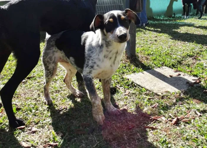 Cachorro ra a SRD idade 7 a 11 meses nome Morena