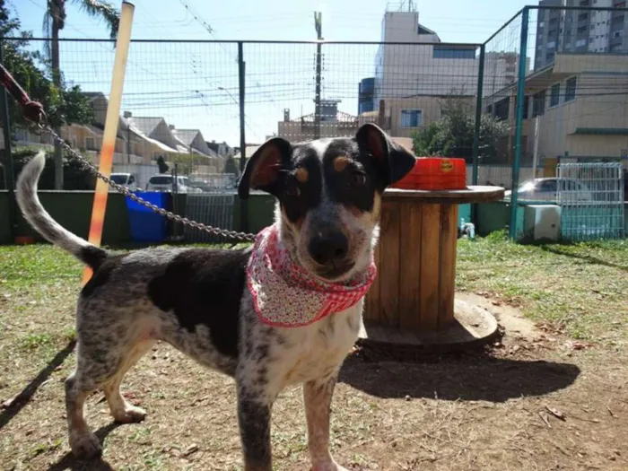 Cachorro ra a SRD idade 7 a 11 meses nome Morena