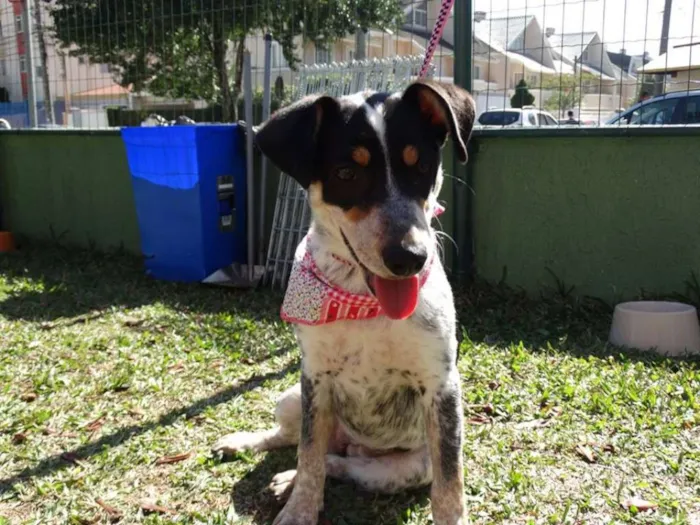 Cachorro ra a SRD idade 7 a 11 meses nome Morena