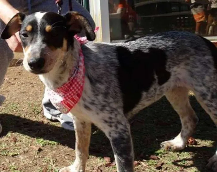 Cachorro ra a SRD idade 7 a 11 meses nome Morena