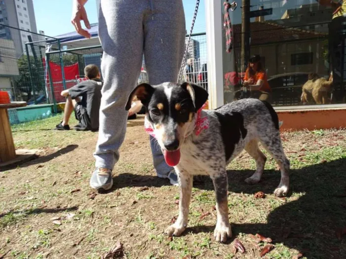 Cachorro ra a SRD idade 7 a 11 meses nome Morena
