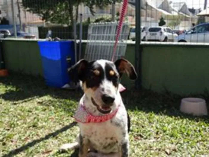 Cachorro ra a SRD idade 7 a 11 meses nome Morena