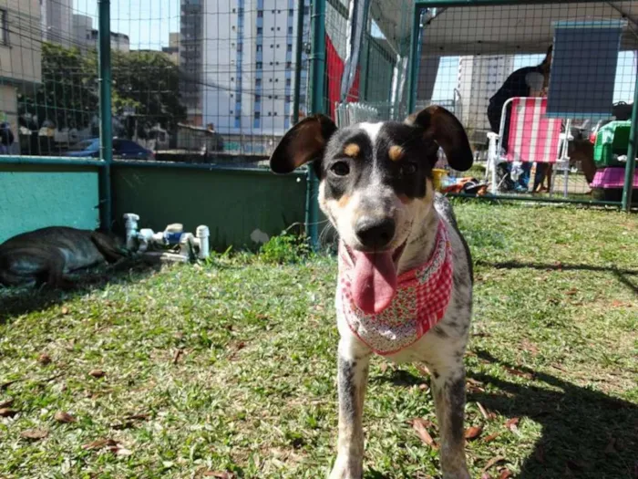 Cachorro ra a SRD idade 7 a 11 meses nome Morena