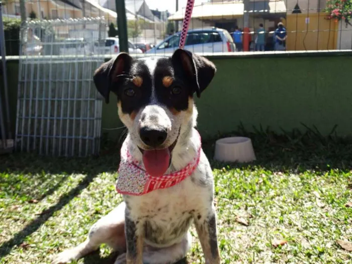 Cachorro ra a SRD idade 7 a 11 meses nome Morena