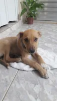 Cachorro raça Viralata idade 2 a 6 meses nome Amora