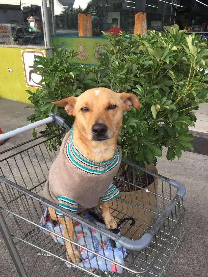 Cachorro ra a SRD idade 1 ano nome Dudu