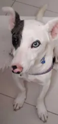 Floquinho