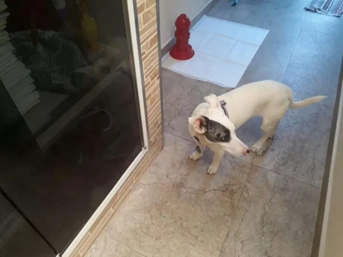Cachorro ra a srd idade 1 ano nome Floquinho