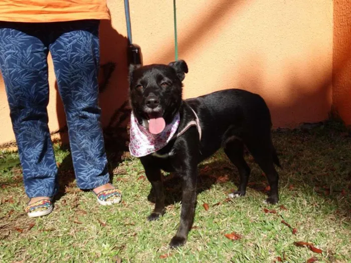 Cachorro ra a srd idade 2 anos nome Rebeca