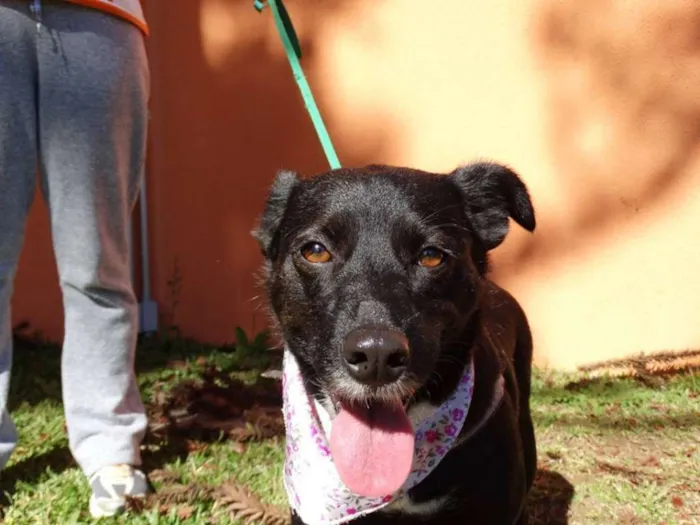Cachorro ra a srd idade 2 anos nome Rebeca