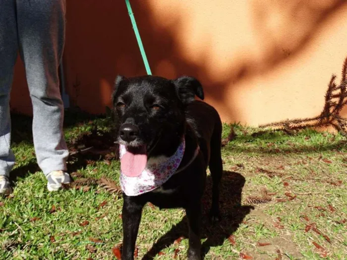 Cachorro ra a srd idade 2 anos nome Rebeca