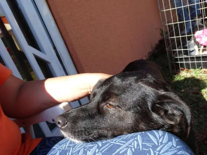 Cachorro ra a srd idade 2 anos nome Rebeca