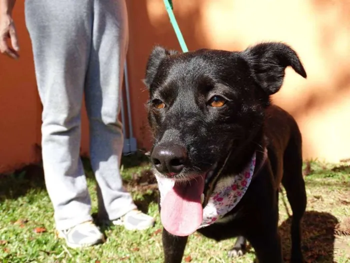 Cachorro ra a srd idade 2 anos nome Rebeca