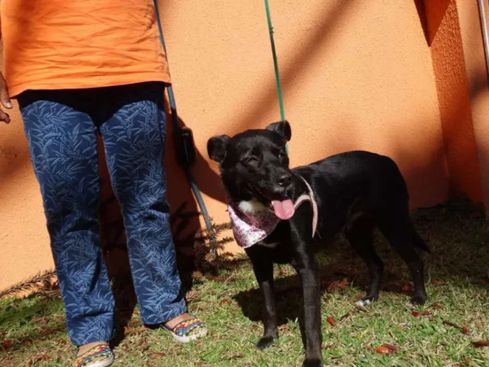Cachorro ra a srd idade 2 anos nome Rebeca