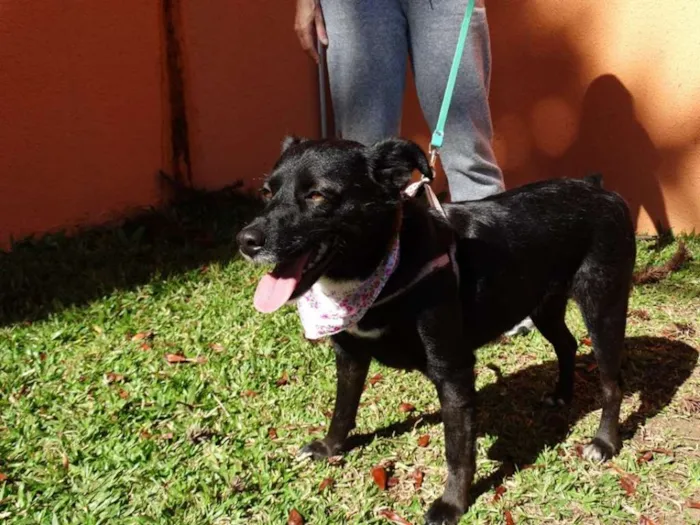 Cachorro ra a srd idade 2 anos nome Rebeca