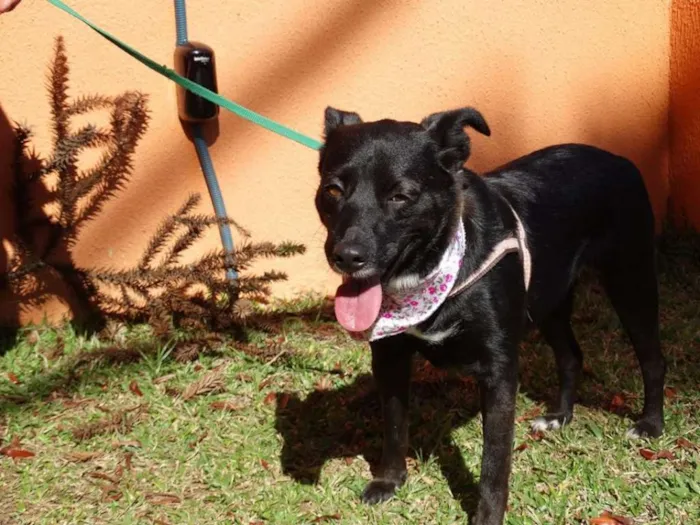 Cachorro ra a srd idade 2 anos nome Rebeca