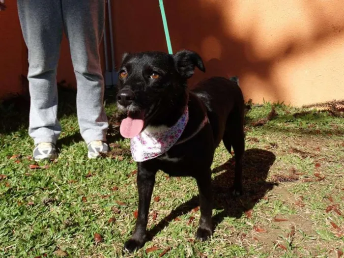 Cachorro ra a srd idade 2 anos nome Rebeca