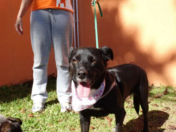 Cachorro ra a srd idade 2 anos nome Rebeca