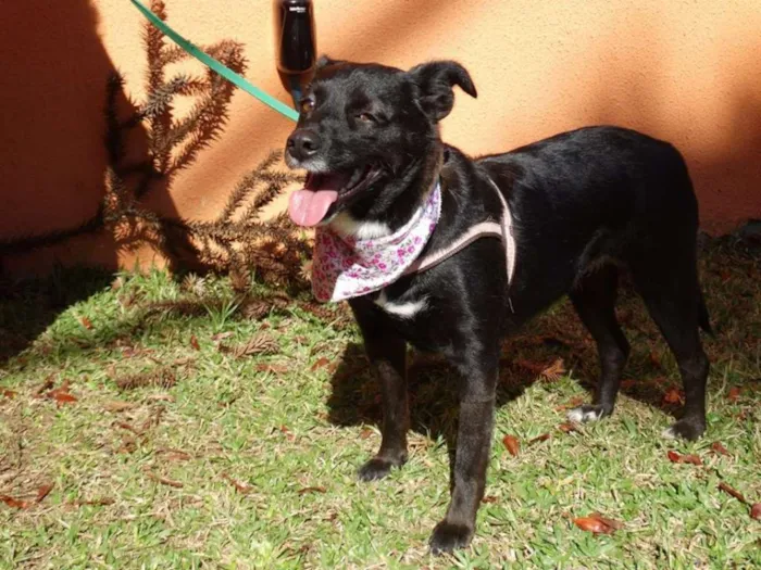 Cachorro ra a srd idade 2 anos nome Rebeca
