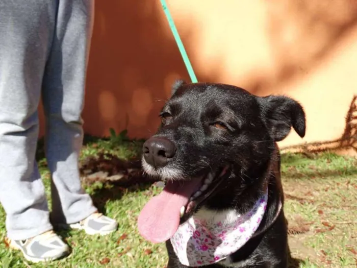 Cachorro ra a srd idade 2 anos nome Rebeca