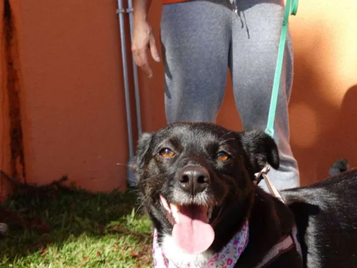 Cachorro ra a srd idade 2 anos nome Rebeca
